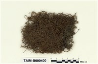 藏品(卷柏苔屬)的圖片